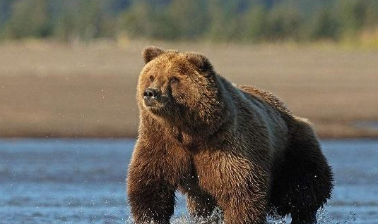 世俱杯奖金-深圳义乌对决海南棕熊，实力对比明显的简单介绍